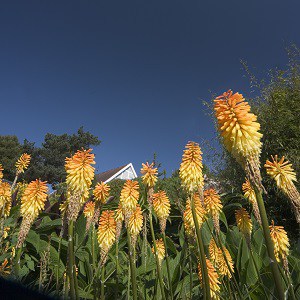botanic