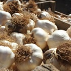 garlic farm